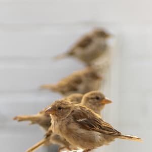 Sparrow Convention by Denise Hawkins