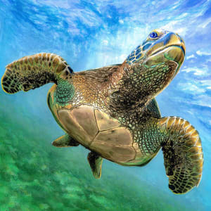 Sea Turtle: Non-plastic Ocean by Julia iSABEL
