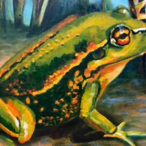 Southern Bell Frog 