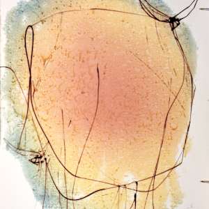 Horned Dream (Bulls 15011)* by Gerrit Greve 