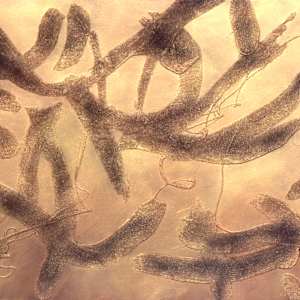 Flight by Gerrit Greve