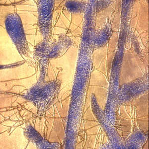 Blue Poles by Gerrit Greve