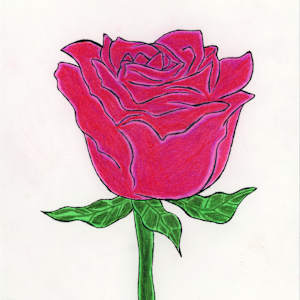 Untitled (rose) by Nikolas Heitz-Arruda