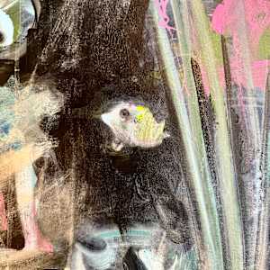 Baby Pig Fish by Annie Wood 