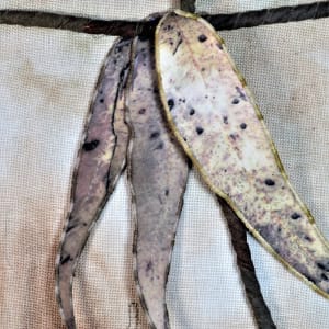 Forgotten by Julie-Anne Rogers  Image: Detail - leaves