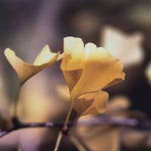 Gingko Leaves by J. Patrick Bowman