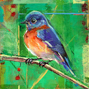 Western Bluebird by Shannon Abbey