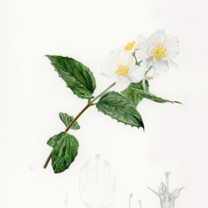 Botanical Ill, white flowers by Victoria Beyer