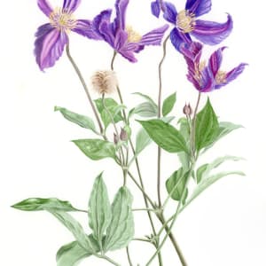 Purple and lilac Clematis by Victoria Beyer