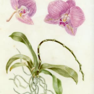 Botanical illustration on vellum/pergament by Victoria Beyer