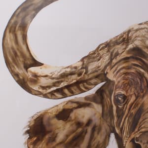 Buffalo by Lize Huisamen