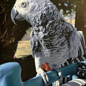 African Gray Commission by Bobbe Jones  Image: Photo