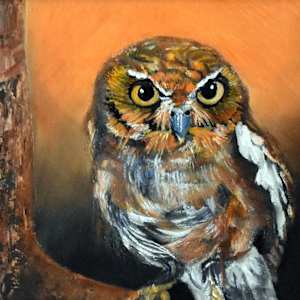 Elf Owl Gaze by Bobbe Jones  Image: Close-up