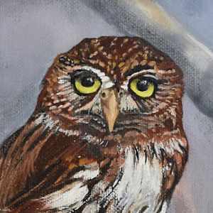 Northern Pygmy-Owl by Bobbe Jones  Image: Close-up