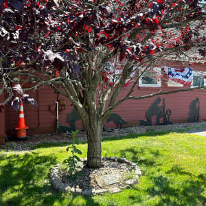 Major Fred J. Ritvo Veterans Center & the Welcome Home Tree by Unknown 