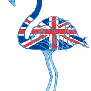 British Flamingo by Patricia A Kelley