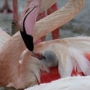 Flamingo Love by Patricia A Kelley  Image: As soon as I saw this photo that my daughter took, I knew I was going to paint it. This was such a beautiful moment between mother and baby chick!