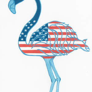 American Flamingo by Patricia A Kelley