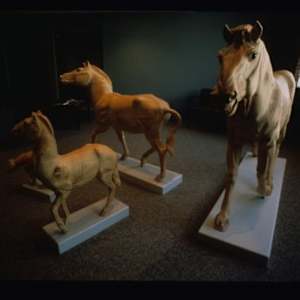 Evolution of the Horse (OSU - Galbreath Equine Center) by John Garton 