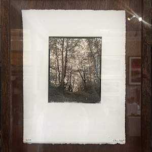 Woodland Walk by Dave Hunt