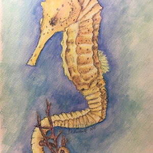 Yellow seahorse by Jennifer C.  Pierstorff 