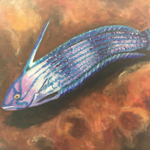 Lined coris fish by Jennifer C.  Pierstorff 