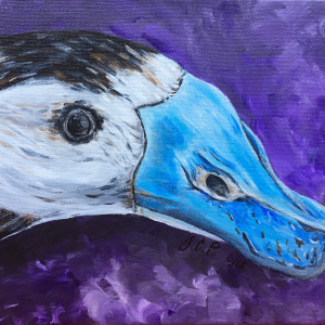 Frank, the white headed duck by Jennifer C.  Pierstorff