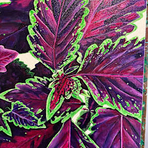 Purple Coleus by Jennifer C.  Pierstorff 