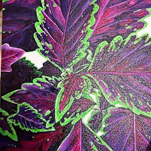 Purple Coleus by Jennifer C.  Pierstorff 