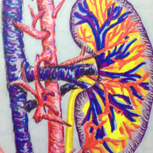 Kidney  by Jennifer C.  Pierstorff