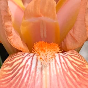 The Peach Bearded Iris Has a Microcosm Within by Jennifer C.  Pierstorff