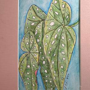 Begonia Maculata 2 by Jennifer C.  Pierstorff 
