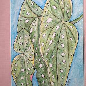 Begonia Maculata 2 by Jennifer C.  Pierstorff 