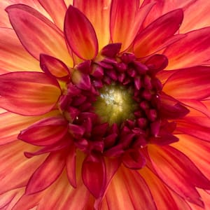 The Mightiest Mite Can’t Take Away the Beauty of a Dahlia by Jennifer C.  Pierstorff