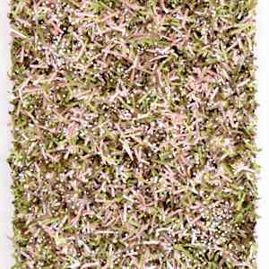 Paperwork & Pearls "Magnolia" by Astrid Stoeppel