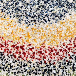 The Nature Circles! by Astrid Stoeppel  Image: detail