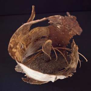Shattered Chest by Ann Jones-Weinstock, Image 2.