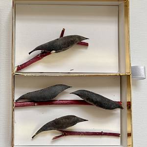 Pocket Crows by Ann Jones-Weinstock, Image 3.