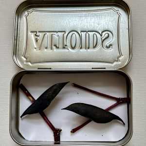Pocket Crows by Ann Jones-Weinstock, Image 4.