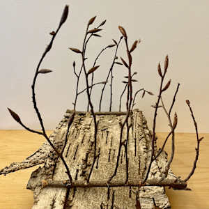 Sanctuary Woods by Ann Jones-Weinstock, Image 2.