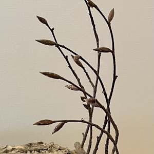 Sanctuary Woods by Ann Jones-Weinstock, Image 4.