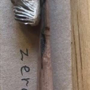 All-Natural Toothbrush by Ann Jones-Weinstock, Image 3.