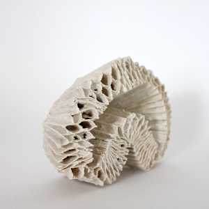 Diatom Test Specimen 02 by Kate Rusek 