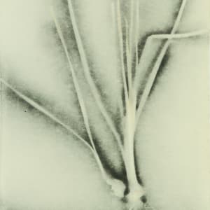 Title Unknown by Beverly Hallam 