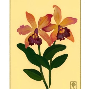 Fiori 366 by Cindy Cal  Image: 24th of November “Cattleya”