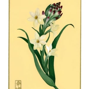Fiori 366 by Cindy Cal  Image: 2nd of September “Tuberose”