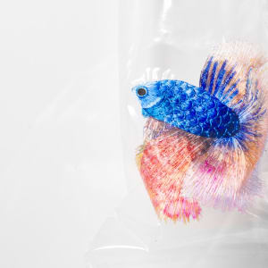 Betta Fish #18 (Embroidery on Plastic Bag series) by Angel Hui 