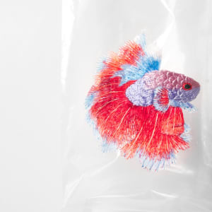 Betta Fish #36 (Embroidery on Plastic Bag series) by Angel Hui 