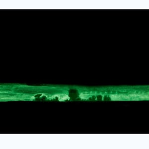 Winterreise (Glow in the dark) by Nicolas Bedel