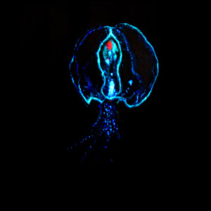 Pulpo 2 ( glow in the dark) by Nicolas Bedel